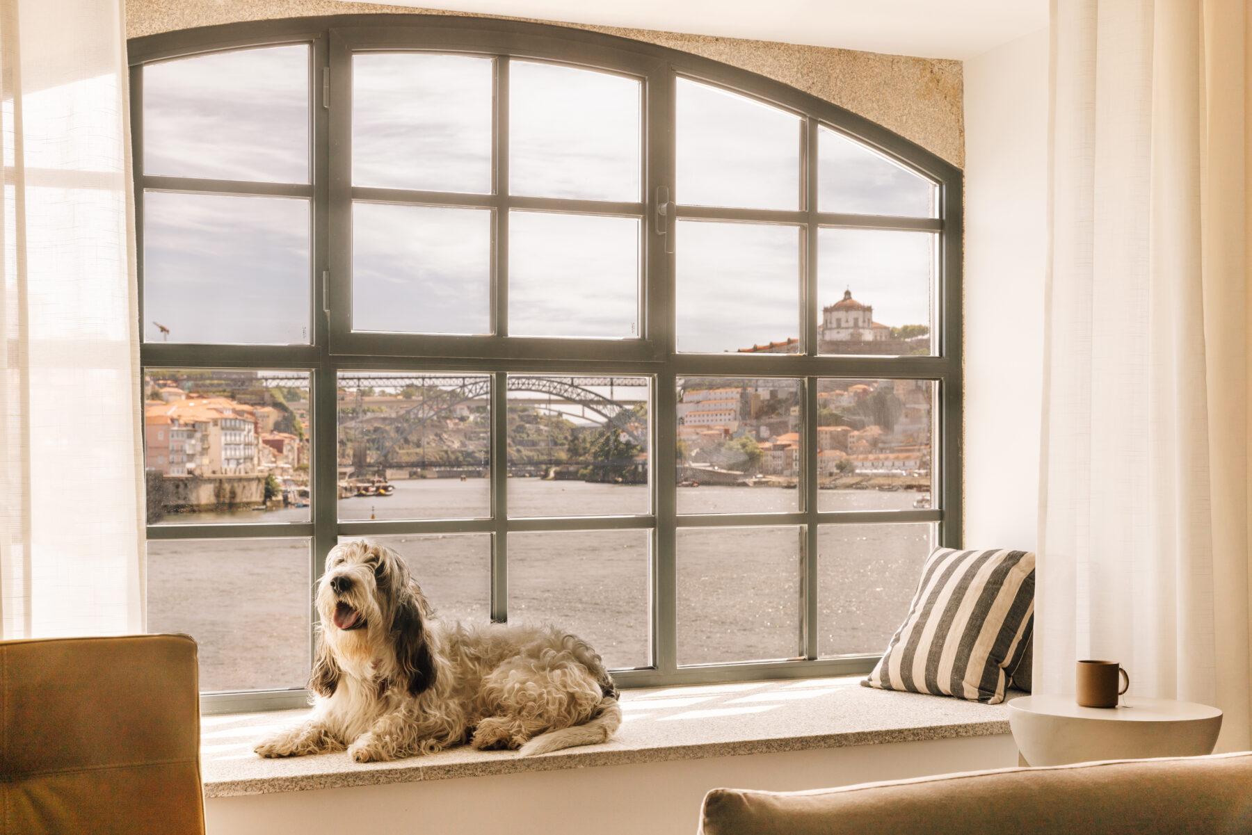 Dog at a pet friendly hotel in porto